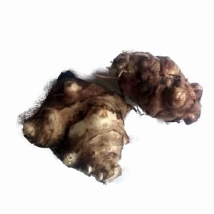 topinambur-dwarf-bio-topinambur-dwarf-5-knollen